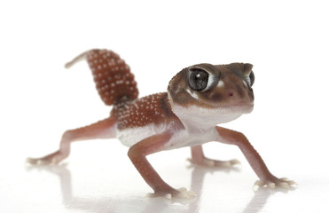 Smooth Knob-tailed Gecko