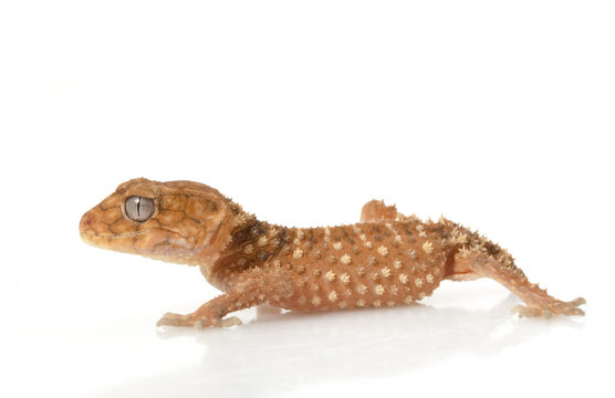 Rough Knob-tailed Gecko
