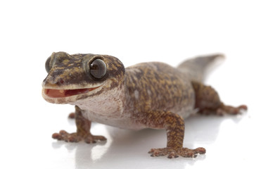 Velvet Gecko