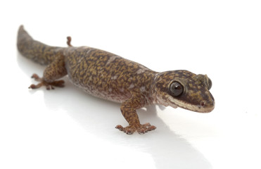 Naklejka premium Velvet Gecko