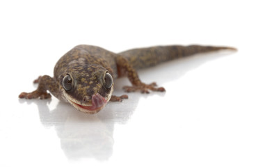 Velvet Gecko