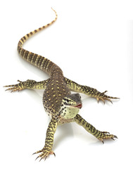 Naklejka premium Argus Monitor Lizard
