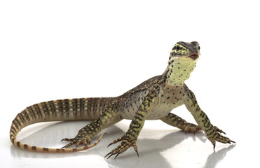 Argus Monitor Lizard