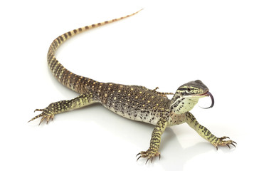 Argus Monitor Lizard