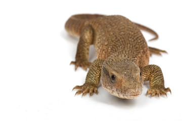 Savannah Monitor Lizard