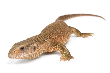 Savannah Monitor Lizard