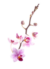 Naklejka na ściany i meble orchidea oddział