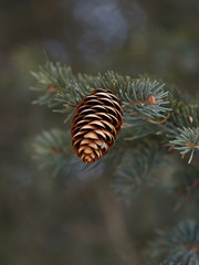 Fir cones