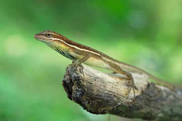Anolis auratus (polychrotidae, sauria)
