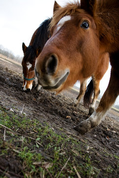 Photo horses
