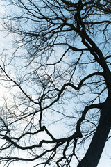 Fototapeta na wymiar Silhouette drzewa