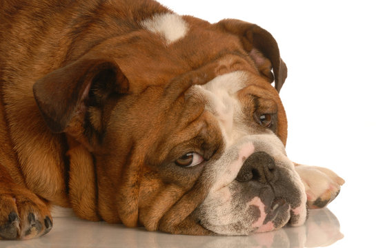 red brindle english bulldog with pouting sad expression