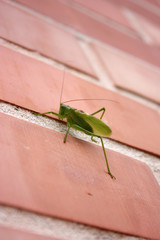 Locust on the wall