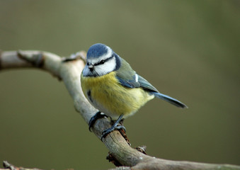 Blue Tit on branch