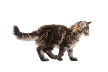 maine coon kitten