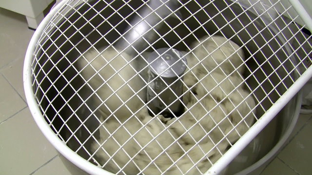 malaxation of bread dough