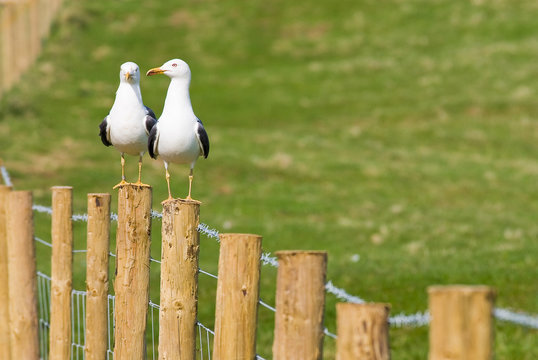 Great black backed Gulls sitting on a fence