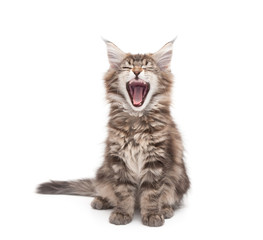 Obraz premium yawning maine coon kitten