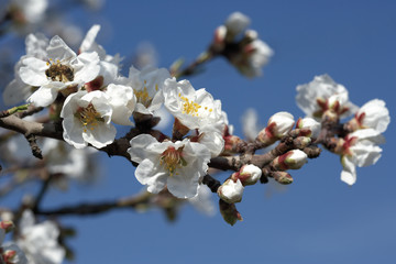 white flower and blue background