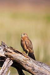 Kestrel