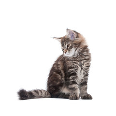 Obraz premium maine coon kitten