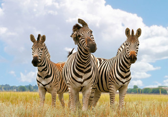 zebra, landscape © Serhiy Kapitonenko