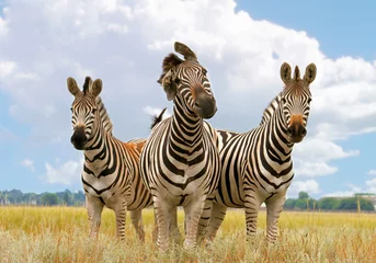 Foto op Canvas zebra, landschap © Serhiy Kapitonenko