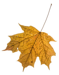 isolated leaf