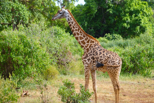 giraffe in Tanzania, Africa