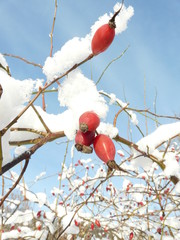 Hagebutten im Schneemantel