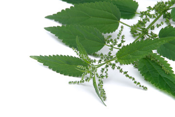 Brennessel - nettle 09