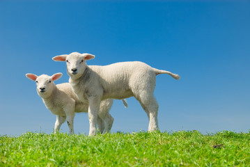 Fototapeta premium cute lambs