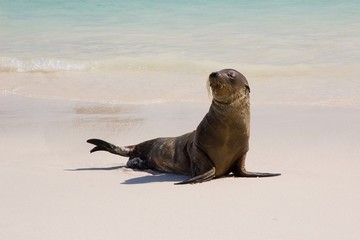 Galapagos Sea Lion  (Zalophus californianus wollebaeki)