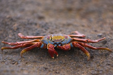 Sally Lightfoot Crab (Grapsus grapsus)