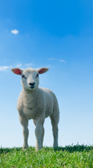 Naklejka na ściany i meble cute lambs