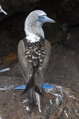 Blue-footed Booby (sula nebouxii)