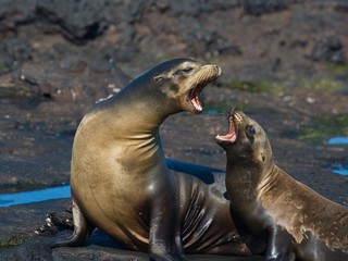 Galapagos Sea Lions in an intense argument.