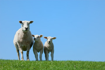 Obraz premium cute lambs