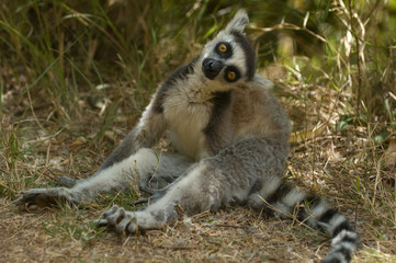 Ringtailed Lemur (Lemur catta)