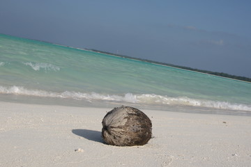 Fototapeta na wymiar Noix de coco aux Maldives