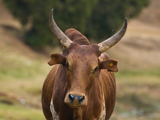 Zebu (Bos primigenius indicus)