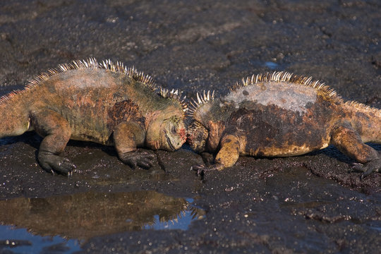 Marine Iguana Fight