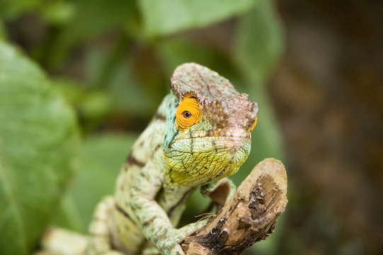 Parson's Chameleon (Chamaeleo parsonii)