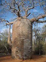 Wall murals Baobab 1000 year old Baobab tree