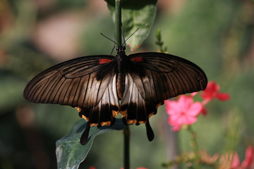 Asian Swallowtail Butterfly