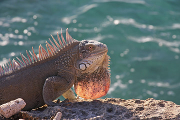 ocean iguana