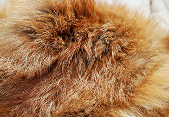 Red fox fur background texture
