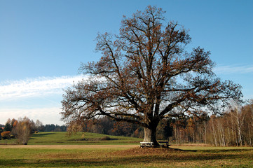 Baum mit Bänken