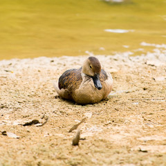 Sitting Duck Asleep