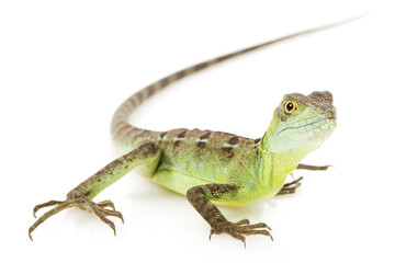 Naklejka premium Green Basilisks